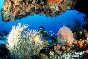 Maldives Diving 3