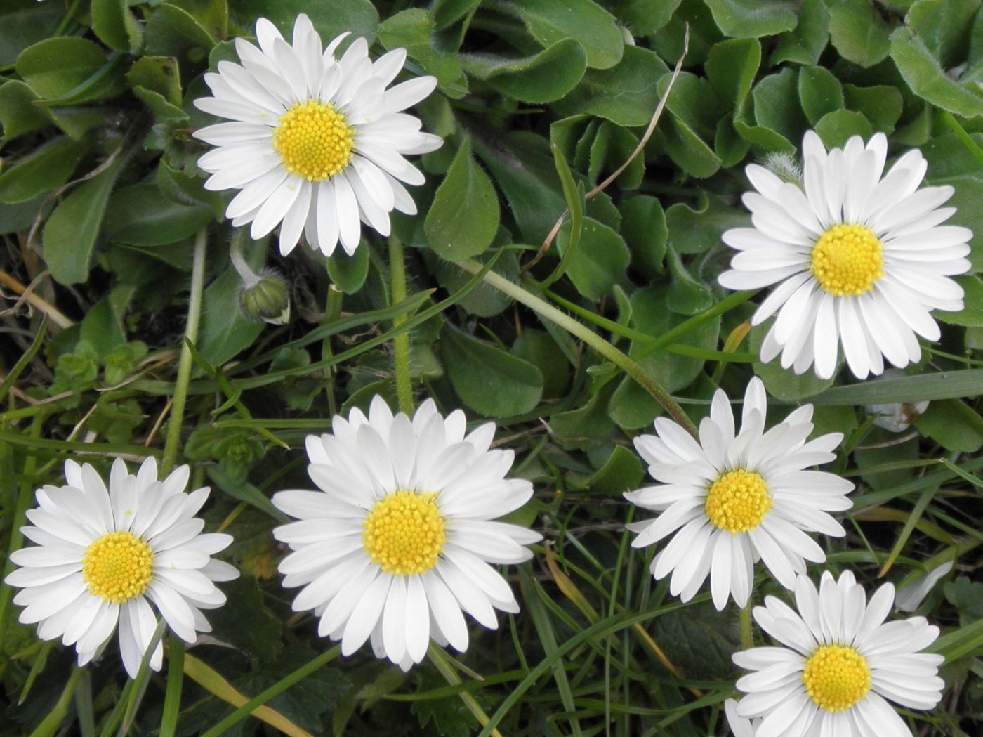 Gänseblümchen für einen zarten Teint | Wellness Magazin – The way of life