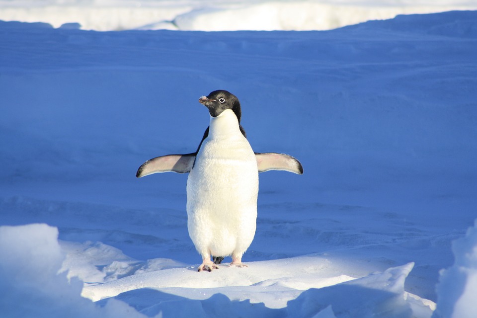 Feiertag für Pinguine  Wellness Magazin – The way of life