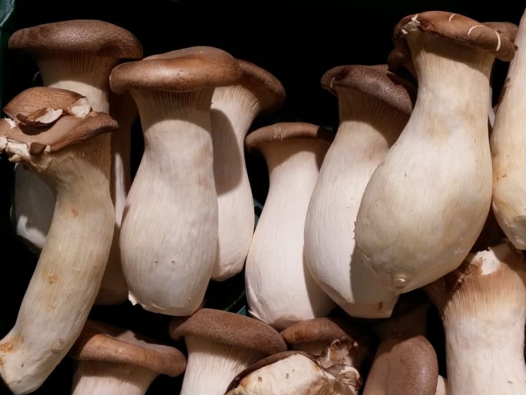 Shiitake, Reishi & Co. Das können die Vitalpilze aus Asien Wellness